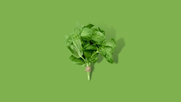 Basilicum bos